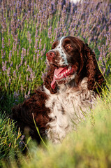 english springer spaniel