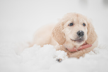golden retriever puppy in snow