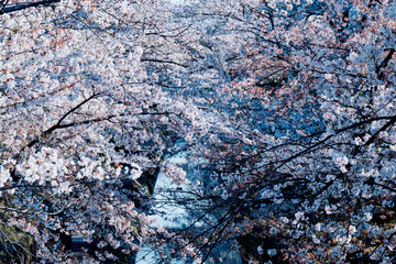 桜,春,ソメイヨシノ,山崎川
