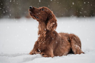 dog in snow