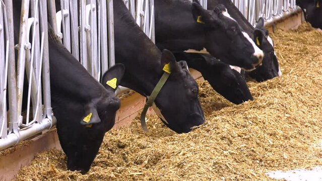 Close up view of black cows eating at the farm. Row of black-and-white cows standing by edge of large paddock inside contemporary animal farm and eating livestock feed against long aisle
