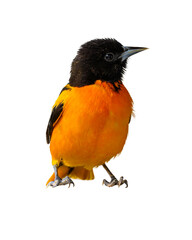 A Baltimore Oriole isolated on a white background