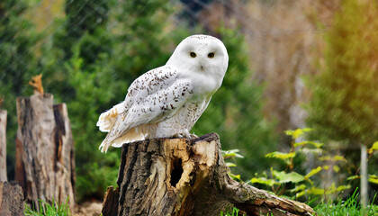 Fototapeta premium white Owl sits on a trunk 