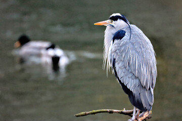 Heron
