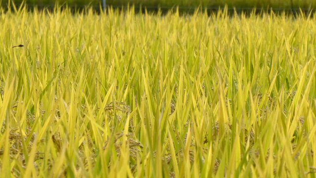 稲穂から飛び立つ赤とんぼ