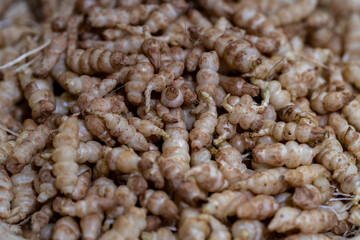 detail of the crosnes root