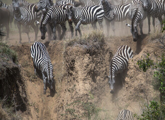 Zebras and wildebeest during migration from Serengeti to Masai Mara in Kenya