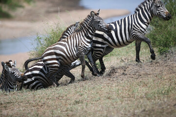 Fototapeta na wymiar Zebras and wildebeest during migration from Serengeti to Masai Mara in Kenya