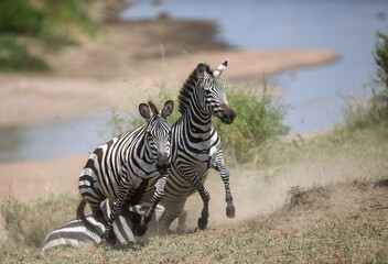 Obraz premium Zebras and wildebeest during migration from Serengeti to Masai Mara in Kenya