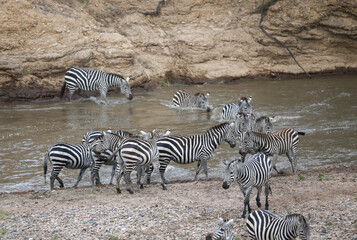 Fototapeta na wymiar Zebras and wildebeest during migration from Serengeti to Masai Mara in Kenya