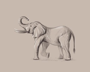 Hand drawn illustration of an elephant 