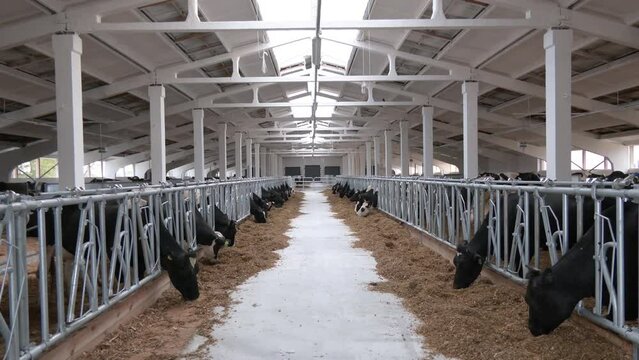 Agricultural concept, diary cows eating a hay in modern free livestock stall or cowshed for distribution of milk, animal and food concept. Breeding of cows in free livestock stall