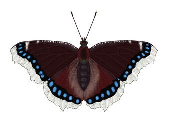 Digital illustration of the butterfly Nymphalis antiopa, known as the mourning cloak or the Camberwell beauty on a transparent background