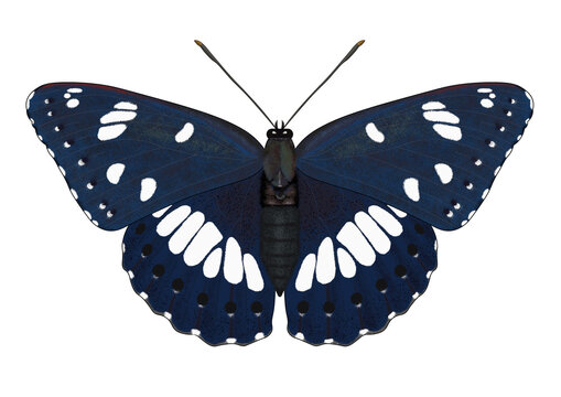 Digital illustration of the butterfly Limenitis reducta or the southern white admiral on a transparent background