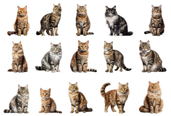 Cat vector set isolated on white background