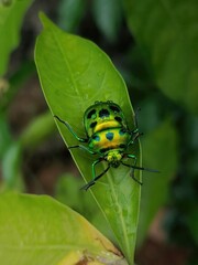 Nature's Gem: Mesmerizing Images of Jewel Beetle Pics, Showcasing the Exquisite Beauty and Intricate Details of These Colorful Insects - Perfect for Entomology and Macro Photography Enthusiasts