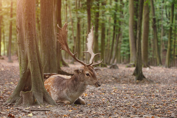 Red deer next to old tree, sunny morning forest background, national park