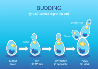 Budding. Yeast Asexual reproduction. Fungi - obrazy, fototapety, plakaty