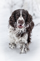  ENGLISH SPRINGER SPANIEL dog in snow