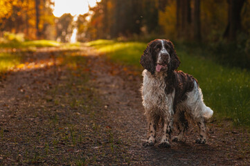 english springer spaniel