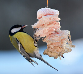 In winter, the tit eats lard