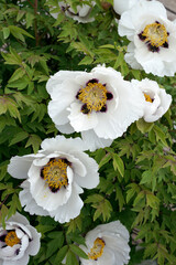 Bush peony background. Beautiful blooming white flowers on a bush. imperial flowers. Flower Paeonia suffruticosa  blooms in the garden in spring.
