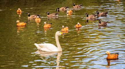 Ogari ducks and a white swan on the lake at the zoo - obrazy, fototapety, plakaty
