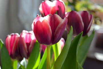 Several pink tulip flowers on a blurred sunny background with stems