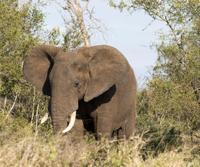A close view of african elephant