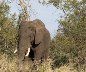 Fototapeta premium A close view of african elephant