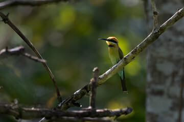 Rainbow bee-eater or Merops ornatus seen in Nimbokrang in West Papua, Indonesia