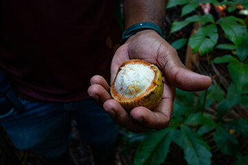 Fruto do Bacurí na comunidade Limão do Curuá, rio Amazonas, Brasil