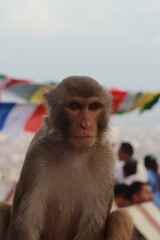  Kathmandu's Curious Macaque