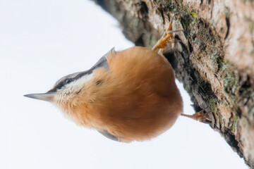 Kleiber hängend am Ast