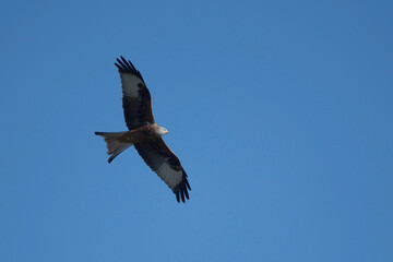 Fototapeta premium Red Kite in Flight