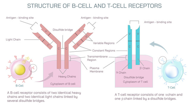 Antibodies are produced by the immune system in response to antigens vector illustration. Complementary binding sites on the Ab and on the Ag molecules. The differences between antigen and antibody.
