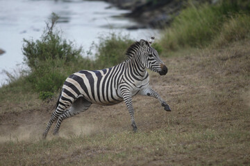Fototapeta na wymiar Running zebra during the great migration. Kenya