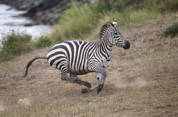 Running zebra during the great migration. Kenya