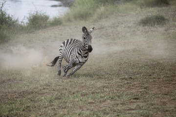 Running zebra during the great migration. Kenya