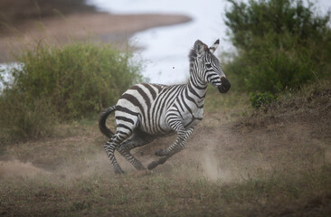 Running zebra during the great migration. Kenya