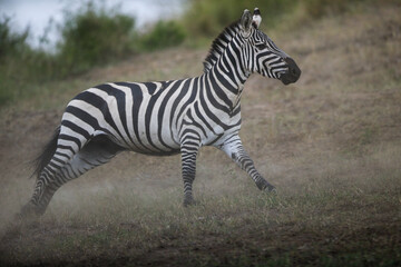 Running zebra during the great migration. Kenya