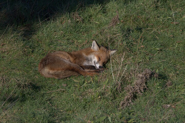 Obraz premium Sleeping Fox