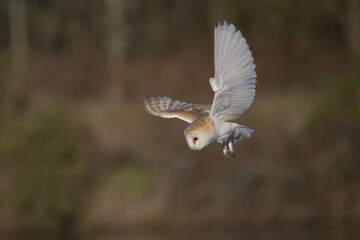 Barn Owl Hunting