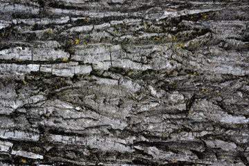 Tree bark texture with green yellow moss