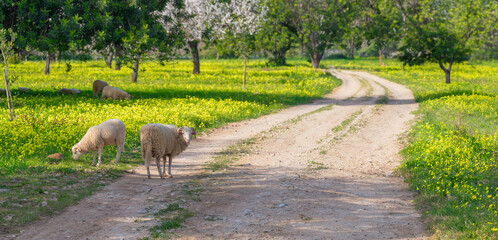 Gentle Sheep Grazing Along a Winding Path Through a Blooming Orchard