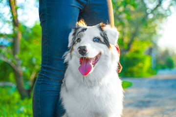Portrait of cheerful Australian Shepherd dog on walk in park with owner looking at passers-by with tongue happily hanging out Playful aussie walks in forest, trainer leg hold pet Family active leisure