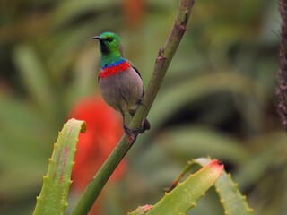 Fynbos Southern Double-Collared Sunbird (Cinnyris chalybeus ssp. chalybeus) in Kirstenbosch Botanic Garden, Cape Town, South Africa   