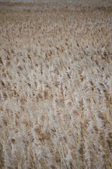 Field of ears