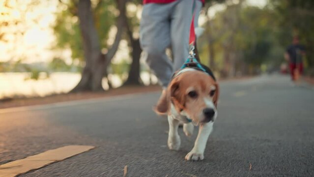 Happy beagle dog walking with male owner at park in morning. Man holding leashes for controlling dog outdoors.