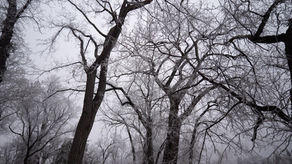 tree in winter